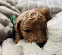 Green Colllar, a female Goldendoodle for sale in Orient, IA – Photo 3 of 4