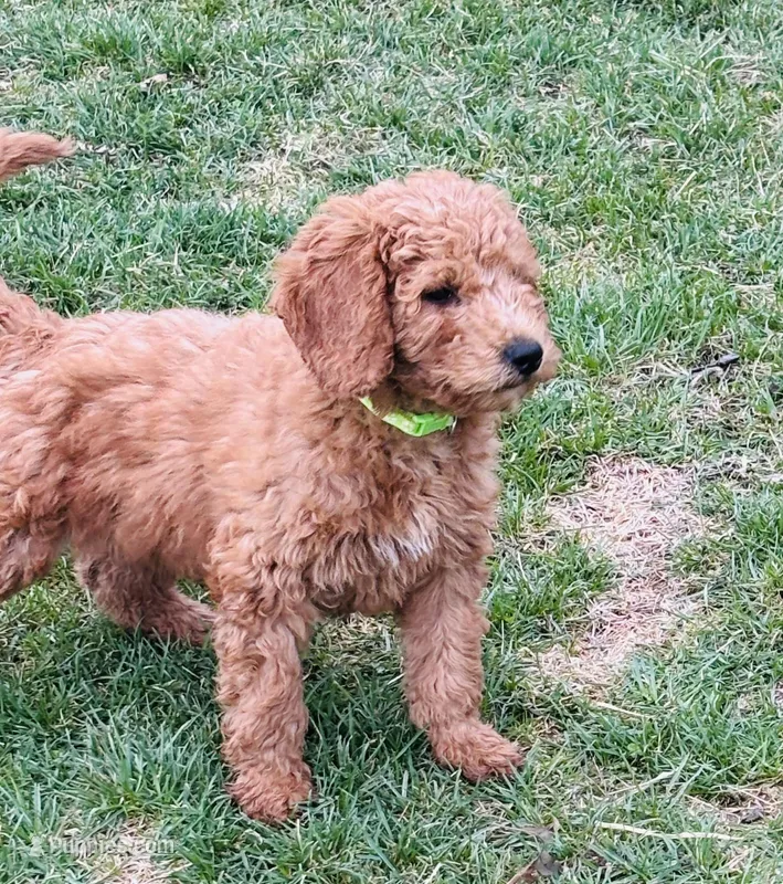 Green Colllar – Goldendoodle puppy for sale in Orient, IA