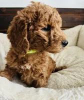 Green Colllar, a female Goldendoodle for sale in Orient, IA – Photo 8 of 10