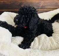 Red Collar, a male Goldendoodle for sale in Orient, IA – Photo 9 of 10