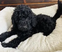 Red Collar, a male Goldendoodle for sale in Orient, IA – Photo 2 of 10