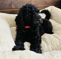Red Collar, a male Goldendoodle for sale in Orient, IA – Photo 6 of 10