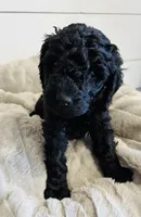 Red Collar, a male Goldendoodle for sale in Orient, IA – Photo 6 of 10