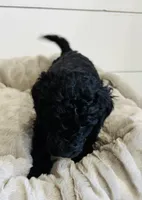 Red Collar, a male Goldendoodle for sale in Orient, IA – Photo 2 of 10