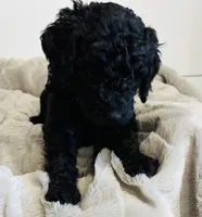 Red Collar, a male Goldendoodle for sale in Orient, IA – Photo 1 of 10
