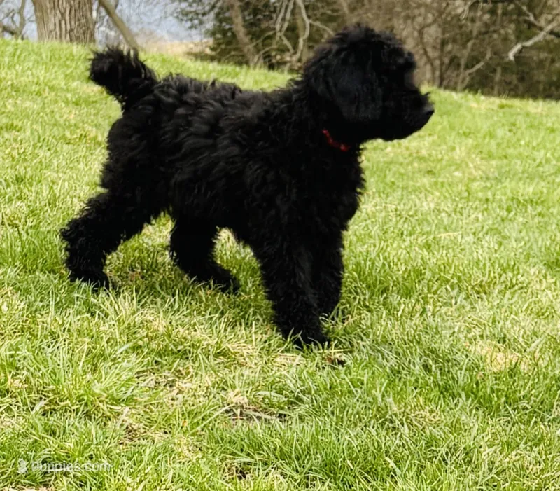 Red Collar – Goldendoodle puppy for sale in Orient, IA