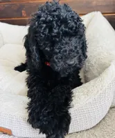 Red Collar, a male Goldendoodle for sale in Orient, IA – Photo 7 of 10