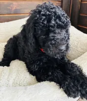 Red Collar, a male Goldendoodle for sale in Orient, IA – Photo 8 of 10