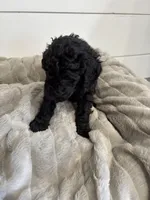 Red Collar, a male Goldendoodle for sale in Orient, IA – Photo 10 of 10