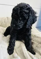 Red Collar, a male Goldendoodle for sale in Orient, IA – Photo 9 of 10