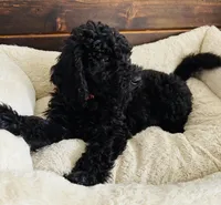 Red Collar, a male Goldendoodle for sale in Orient, IA – Photo 4 of 10