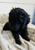 Red Collar, a male Goldendoodle for sale in Orient, IA – Photo 4 of 10