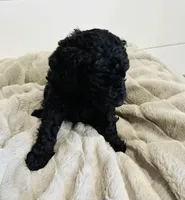 Red Collar, a male Goldendoodle for sale in Orient, IA – Photo 8 of 10