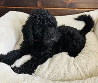 Red Collar, a male Goldendoodle for sale in Orient, IA – Photo 3 of 10