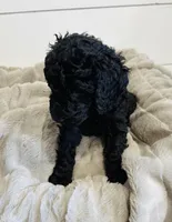 Red Collar, a male Goldendoodle for sale in Orient, IA – Photo 7 of 10