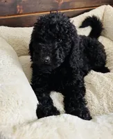 Red Collar, a male Goldendoodle for sale in Orient, IA – Photo 1 of 10