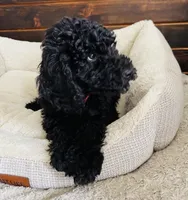 Red Collar, a male Goldendoodle for sale in Orient, IA – Photo 5 of 10