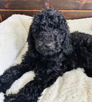 Red Collar, a male Goldendoodle for sale in Orient, IA – Photo 10 of 10