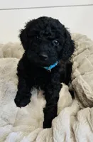 Mint Collar, a female Goldendoodle for sale in Orient, IA – Photo 3 of 10