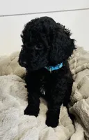 Mint Collar, a female Goldendoodle for sale in Orient, IA – Photo 7 of 10