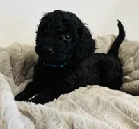 Mint Collar, a female Goldendoodle for sale in Orient, IA – Photo 4 of 10