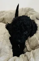 Mint Collar, a female Goldendoodle for sale in Orient, IA – Photo 2 of 10