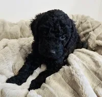 Mint Collar, a female Goldendoodle for sale in Orient, IA – Photo 9 of 10