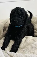Mint Collar, a female Goldendoodle for sale in Orient, IA – Photo 5 of 10