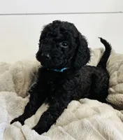 Mint Collar, a female Goldendoodle for sale in Orient, IA – Photo 10 of 10