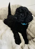 Mint Collar, a female Goldendoodle for sale in Orient, IA – Photo 6 of 10