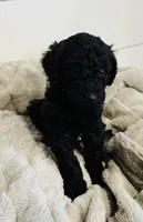 Mint Collar, a female Goldendoodle for sale in Orient, IA – Photo 1 of 10