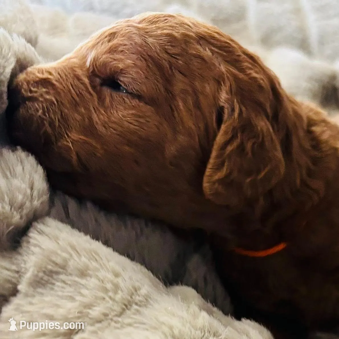 Orange Collar, a female Goldendoodle for sale in Orient, IA – Photo 3 of 4