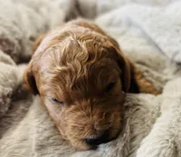 Orange Collar, a female Goldendoodle for sale in Orient, IA – Photo 4 of 4