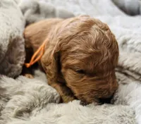 Orange Collar, a female Goldendoodle for sale in Orient, IA – Photo 1 of 4