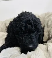 Blue Collar, a male Goldendoodle for sale in Orient, IA – Photo 2 of 10