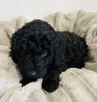 Blue Collar, a male Goldendoodle for sale in Orient, IA – Photo 9 of 10