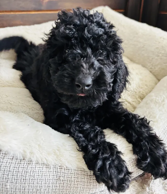 Blue Collar – Goldendoodle puppy for sale in Orient, IA