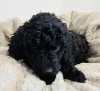 Blue Collar, a male Goldendoodle for sale in Orient, IA – Photo 10 of 10