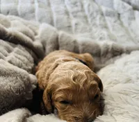 Black Collar, a female Goldendoodle for sale in Orient, IA – Photo 3 of 5