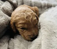 Black Collar, a female Goldendoodle for sale in Orient, IA – Photo 2 of 5