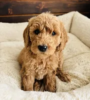 Black Collar, a female Goldendoodle for sale in Orient, IA – Photo 5 of 10