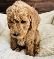 Black Collar, a female Goldendoodle for sale in Orient, IA – Photo 6 of 10