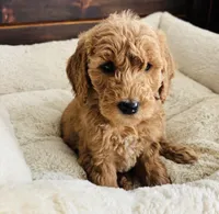 Black Collar, a female Goldendoodle for sale in Orient, IA – Photo 3 of 10