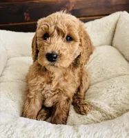Black Collar, a female Goldendoodle for sale in Orient, IA – Photo 10 of 10