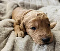Black Collar, a female Goldendoodle for sale in Orient, IA – Photo 5 of 5