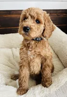 Black Collar, a female Goldendoodle for sale in Orient, IA – Photo 7 of 10