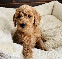 Black Collar, a female Goldendoodle for sale in Orient, IA – Photo 4 of 10