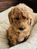 Black Collar, a female Goldendoodle for sale in Orient, IA – Photo 1 of 10