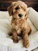 Black Collar, a female Goldendoodle for sale in Orient, IA – Photo 8 of 10