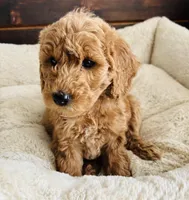 Black Collar, a female Goldendoodle for sale in Orient, IA – Photo 2 of 10